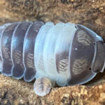 Do Pet Isopods Bite? Pet Isopods Bite