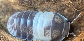 Pet Isopods Bite