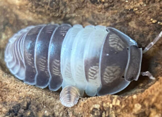 Pet Isopods Bite