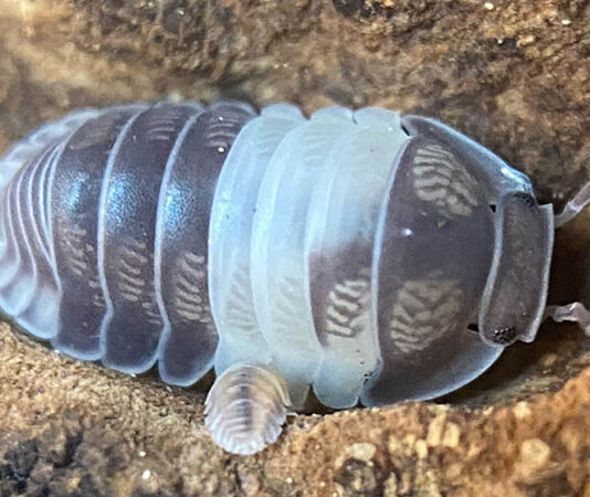 Pet Isopods Bite