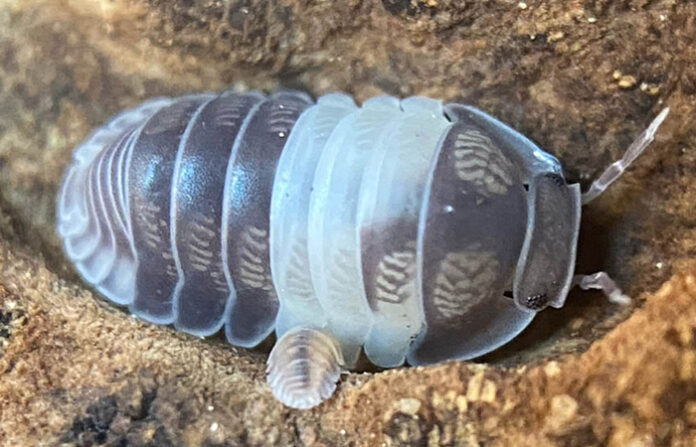 Pet Isopods Bite
