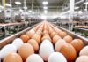 SKM Egg Products Export India Share Price: Latest Market Trends and Analysis SKM Egg Products Export India Share Price