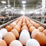 SKM Egg Products Export India Share Price: Latest Market Trends and Analysis SKM Egg Products Export India Share Price